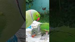 Mian Mithu Talking Parrot #Cute #funny #baby