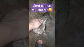 Vino y se quedó 🐈😍 #adoptame  #amor #viralvideo