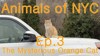 Animals of NYC Ep.3 - The Mysterious Orange Cat