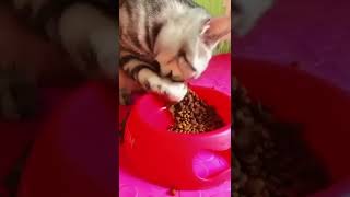 Watch how the cat eats?