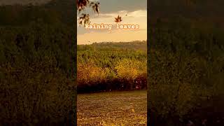 #ytshorts #nature #hunting #wildlife #autumn #fall #yt #youtubeshorts