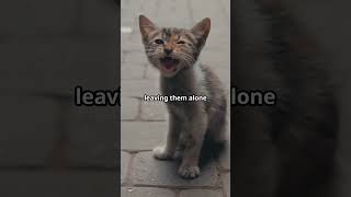 Why Leaving Your Cat Alone is a Big No No! #shorts #shortvideo #petowner #pet #petlovers #cat