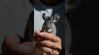 Chinchilla | Adorable Chinchilla playing in my hand   #cute #animals #chinchilla