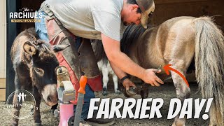 Farrier Day at the Farm! Difference between Horse & Donkey Hooves!