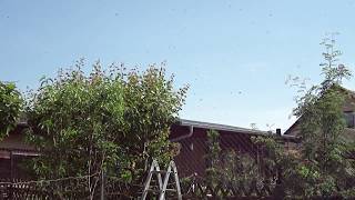 Bienen sind nervös