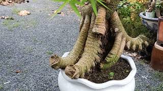 29/8/2024] ..tre ngà bonsai to thành phẩm đẹp.. giá mềm..LH 0902781725