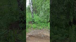 Задний ход) #мото #эндуро #snoskoles #bike #enduro