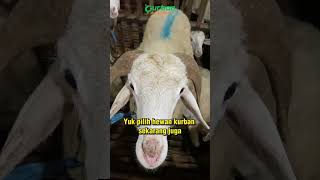 Check Out Hewan Qurbanmu Sekarang Juga