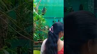 Greenhouse tour by my wife  ( orchid  ৰ  মালিনী) #Assam #india  #Green_house #Assamese_song