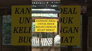 KANDANG IDEAL UNTUK INDUK KELINCI #hallohoby #ternak #kelinci