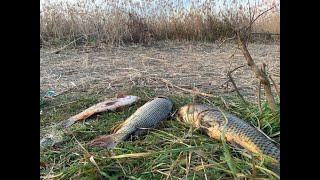 ЛОВЛЯ САЗАНА В НОЯБРЕ,НА ЖМЫХ И ЧЕРВЯ. РЫБАЛКА УДАЛАСЬ!!! РЫБАЛКА В ДАГЕСТАНЕ.Средний канал.