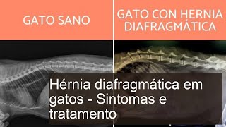 HÉRNIA diafragmática em GATOS - Tipos, sintomas, causas e tratamento