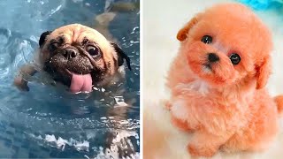 [Paws TV] Baby Animals 🔴 Funny and Cute Dogs Videos Compilation 2020