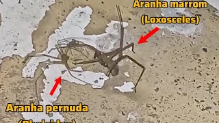 Aranha pernuda vs Aranha-marrom - Canal INsectus #aranha #aranhamarrom #tremetreme #vs #batalha