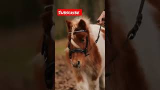 #shorts #horse #sports #subscribe #pony #snow #animals