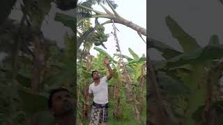 #How to harvesting are banana#ep-202#short🍌🍌food