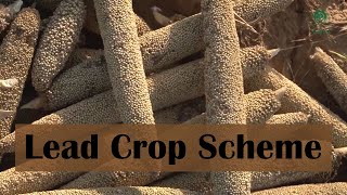 Lead Crop Scheme