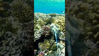 Gopro 9. скат-хвостокол. El Fanar beach, Sharm-el-sheikh, Egypt.