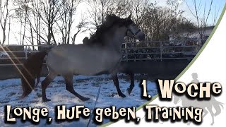 Longe, Hufe geben und weiteres Training mit meinem neuen Pferd