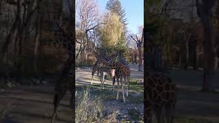 Giraffes enjoying the last warm day in Munich #shortsvideo #subscribe #share #giraffe #follow