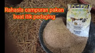 Cara perawatan itik/DOD pedaging/petelur agar cepet besar