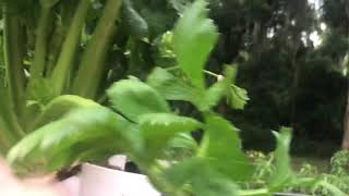 🤗Celery Secrets! Tower Garden