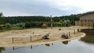 Nowe Zoo.  Poznań,  Polska. Elephant