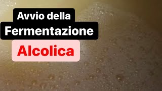 AVVIO della FERMENTAZIONE ALCOLICA in 7 minuti