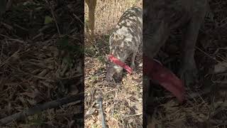 a cachorra 🐕 🍒 cereja encontrou um local pra enterrar seu pe de 🐔  galinha p02 🤣🤣