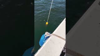 Catching crabs in Puget Sound Tacoma Washington