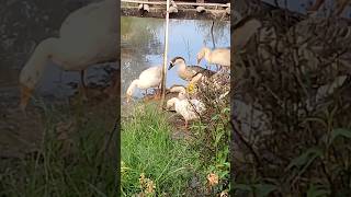 A Bevy Of Swans Eating Food..#birds #bird#swan#swans #birdslover#nature#youtubeshorts #shorts#short