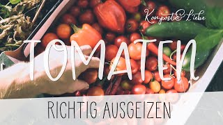 🍅  Tomaten richtig ausgeizen / Ernte steigern 🍅 Wann, wie und warum 🍅 | Kompost&Liebe