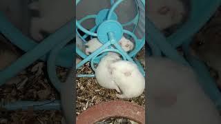 Cute and funny animals Hamster baby pets exercise #shortvideo (5)