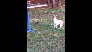 Gopher rat vs slingshot and feist pup