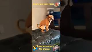 More and More Funny video #funny #dog #shorts