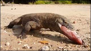 Komodo dragon swallows a huge fish in a few gulps!!! Poor fish