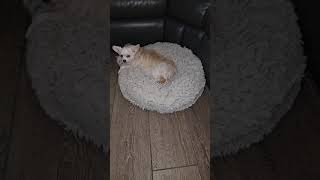 Donut Cat and Dog Bed