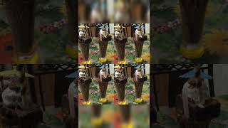 Shake❤ #viralvideo #trending #viral #reelshorts #share #shake #brownie #shortsvideo