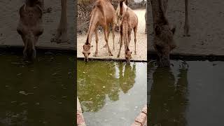 #beautiful #camel #video #viral #desert