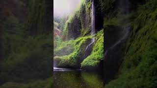 Rainforest - Relaxing Music with Nature Sounds