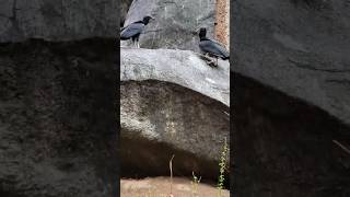 Hiking La Viruta: Unexpected Encounter with Black Vultures #HikingAdventures #LaViruta #explore