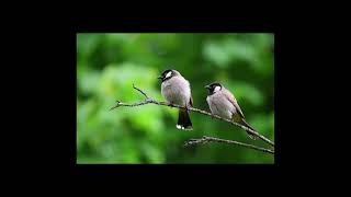 Bird Sounds For best Relaxing & Sleep. 1 Hours