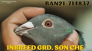 🇧🇩 BAN21-714837 M✨Inbreed Grd. Son Che✨Eijerkamp with Grd. Carlos✨✨Winner✨2✨7✨20✨44✨52 Prizes✨✨