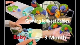 Growing lorikeet Babies to 3 month 🌈🦜| Parrot Growth Stages 🌈🦜