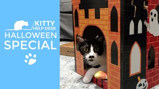 How to Help Your Cat Have a Happy Halloween