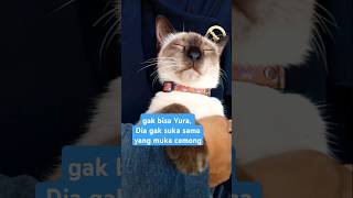 gak bisa Yura, dia gak suka sama yang muka cemong #kucingsiam #kucingcemong #sealpoint #catlover