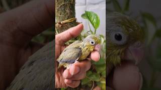 Olive Parrotlet in my Aviary 😍 #shorts #pocketparrot #allaboutpets