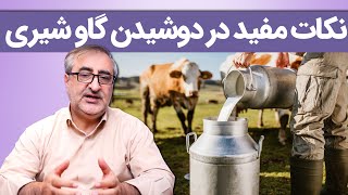 نکات مفید در دوشیدن گاو شیری