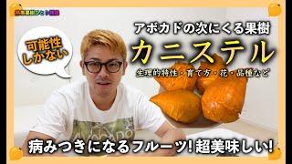 アボカドの次に来る果樹「カニステル」徹底解説！とても美味しくて実はポテンシャルがすごい！！