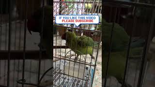 Bahut Garmi Lag Rhi Hai 🥵 Funny Parrot Video! 🦜 | #talkingparrot #birds #parrot #funny #shorts